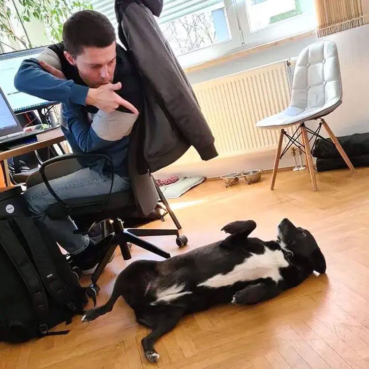Office dog